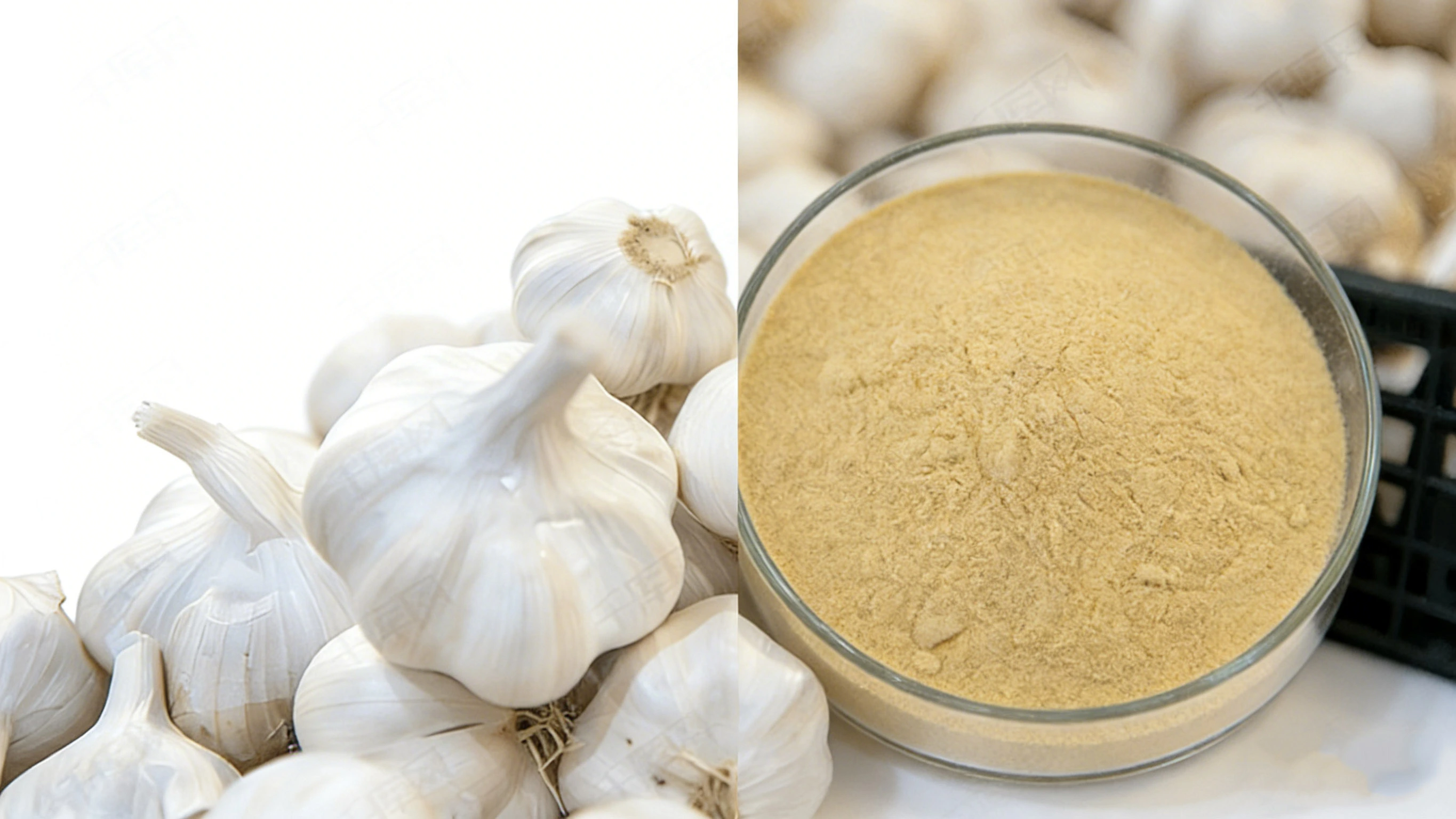 Garlic Extract Garlic Extract