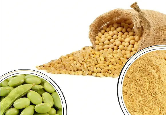 Soybean Extract Soybean Extract