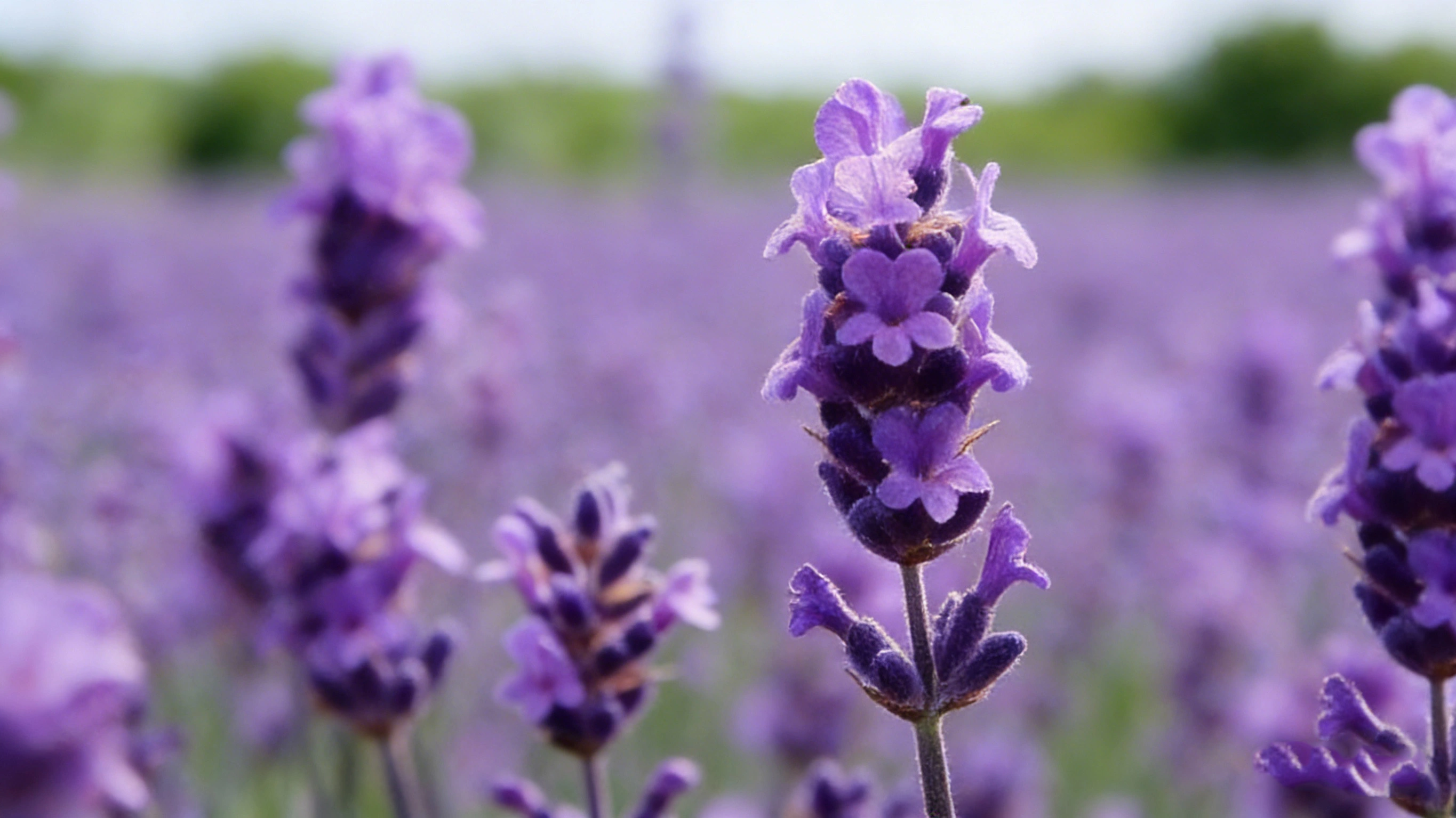 Lavender Flower Lavender Flower