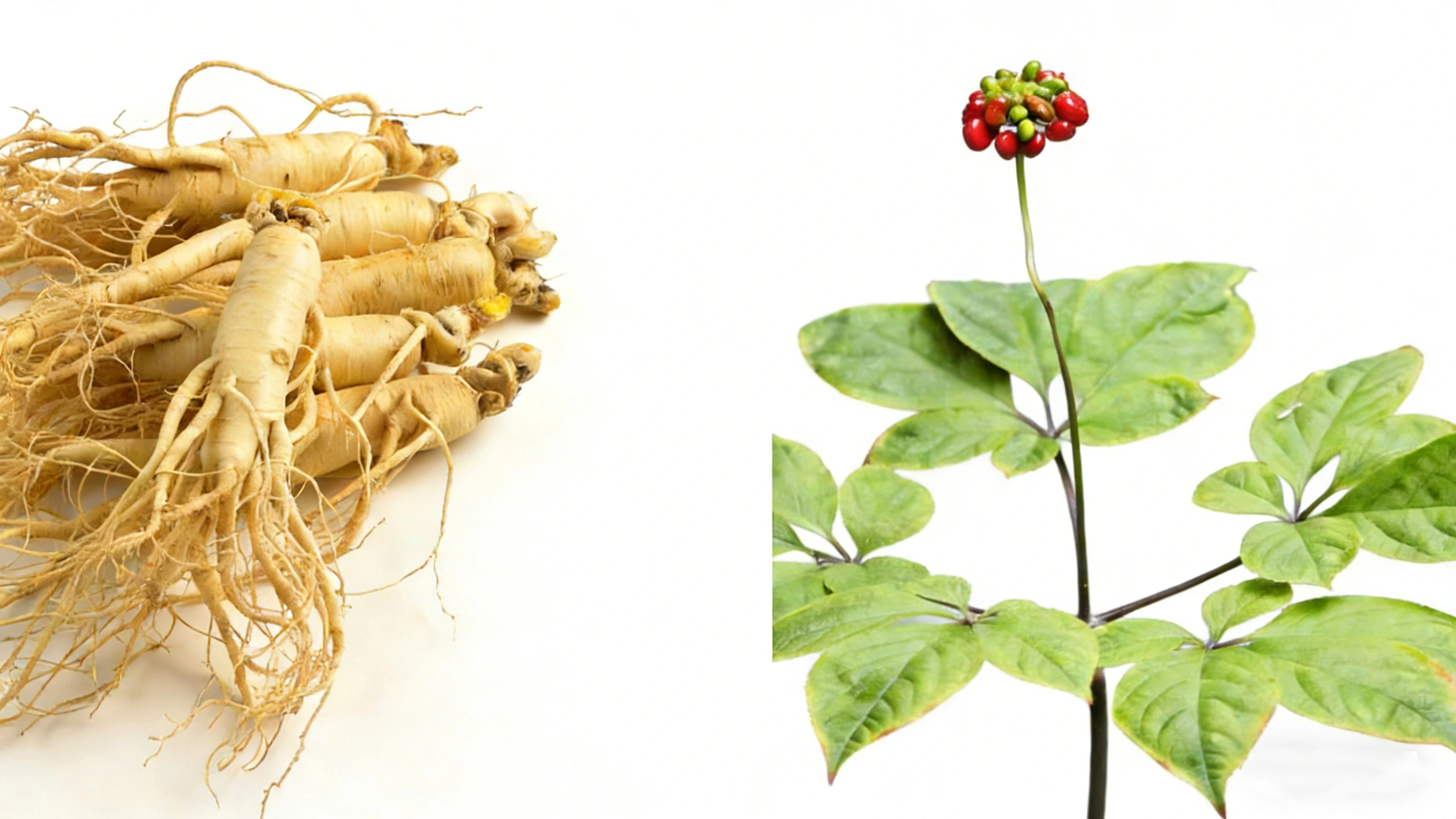 Ginseng Plant
