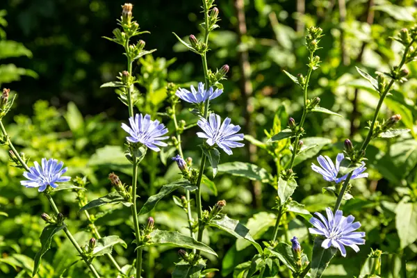 Chicorium intybus Plant