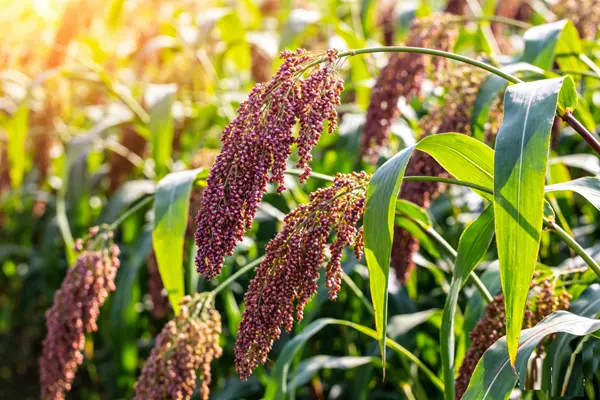 Monascus purpureus Plant Monascus purpureus Plant