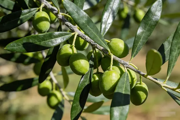 Olive Plant Olive Plant
