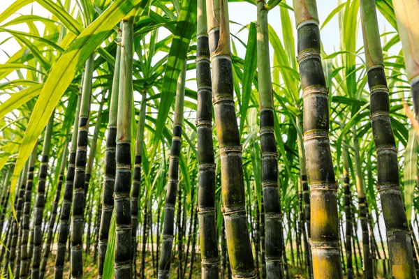 Octacosanol C-28 plant Octacosanol C-28 plant