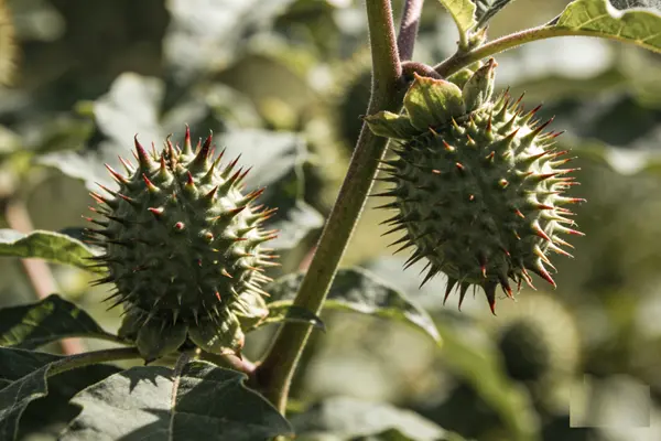 Xanthium strumarium Plant Xanthium strumarium Plant