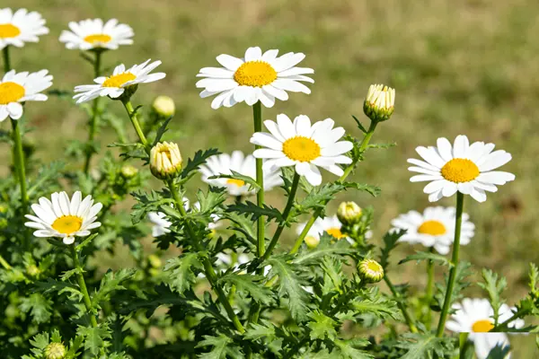 Pyrethrum Plant Pyrethrum Plant