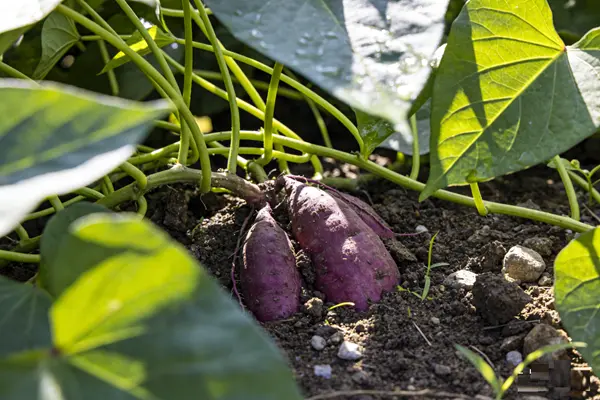 Purple Sweet Potato Plant
