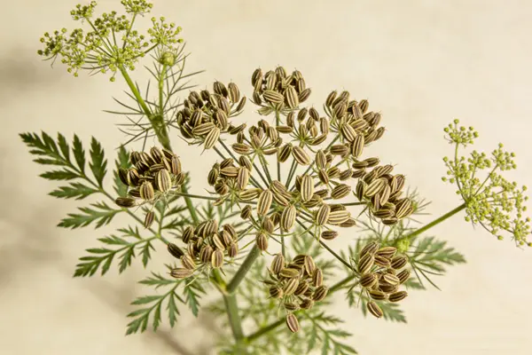 Dill Seed Plant Dill Seed Plant