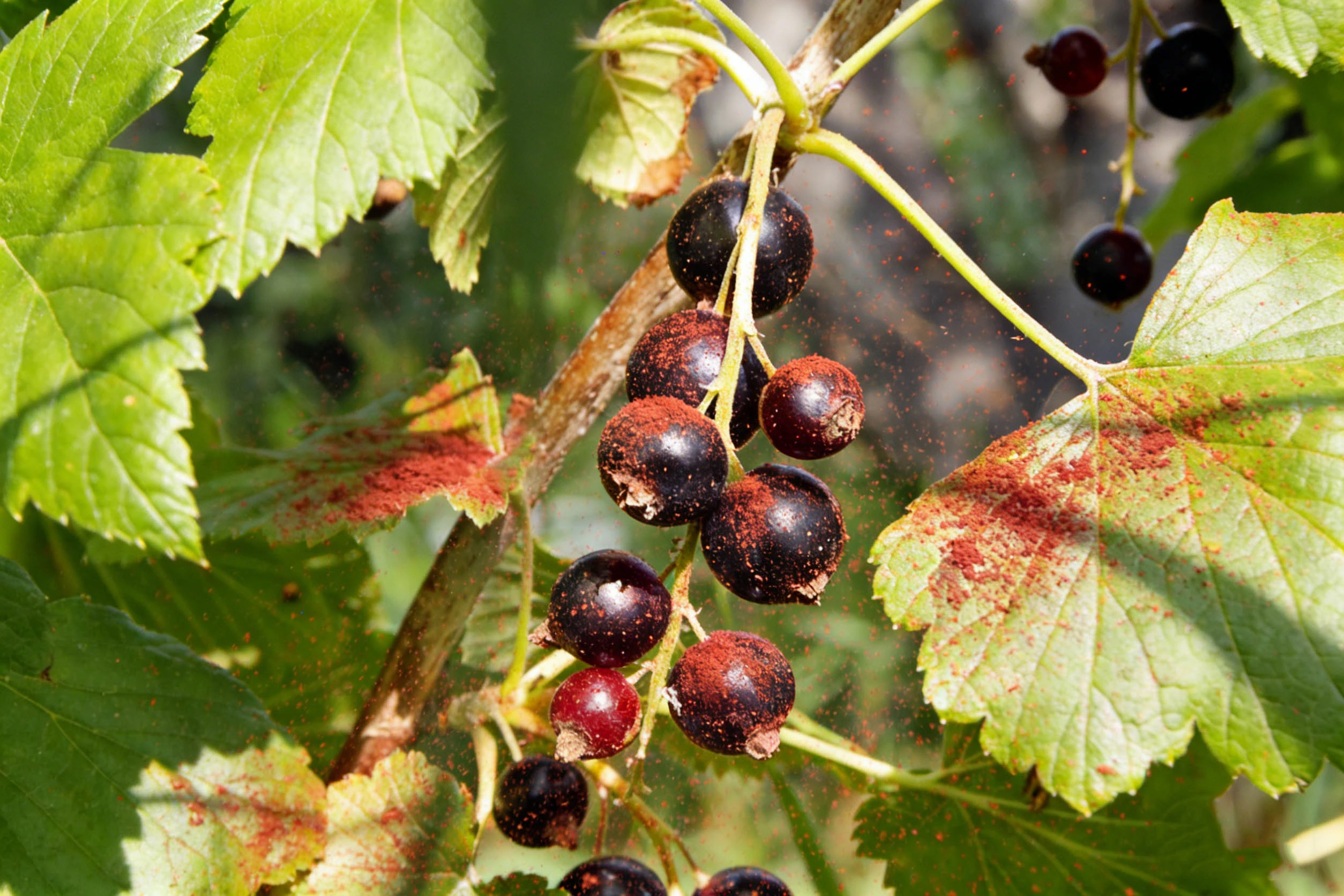Black Currant Extract Black Currant Extract