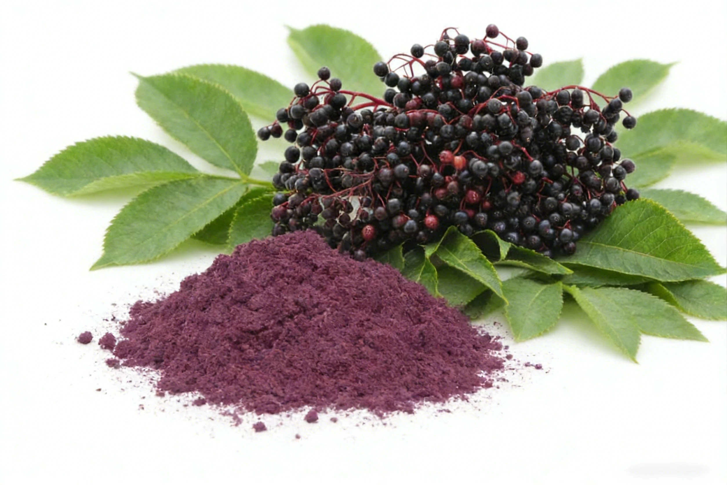 Elderberry Extract Powder Elderberry Extract Powder