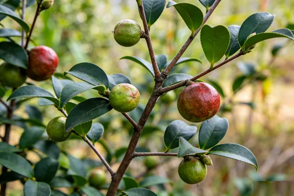 Camellia Seed Plant