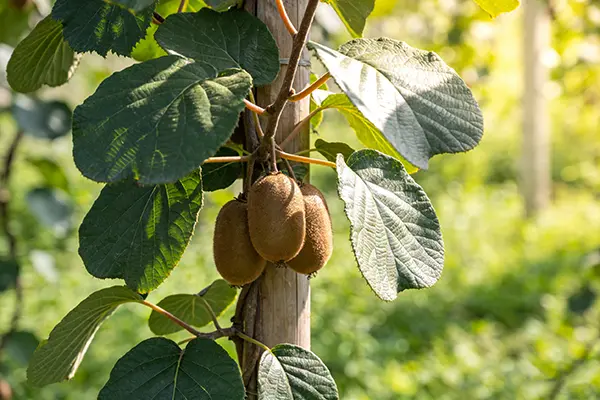 Kiwi Fruit