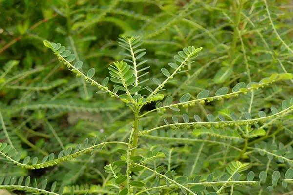 Phyllanthus Amarus Plant