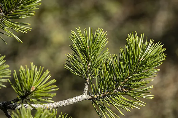 Pine Needle Plant