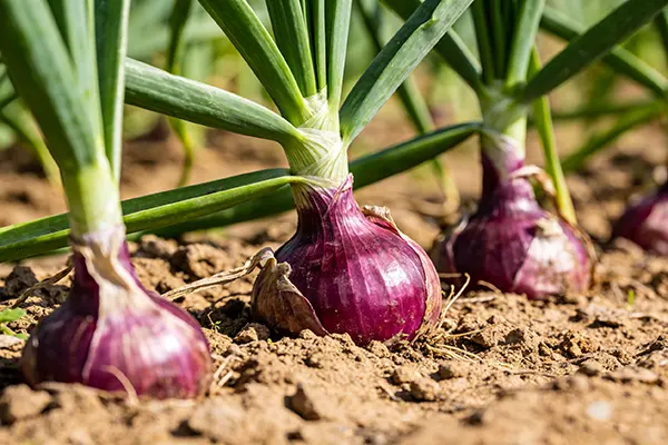 Onion Plant Onion Plant