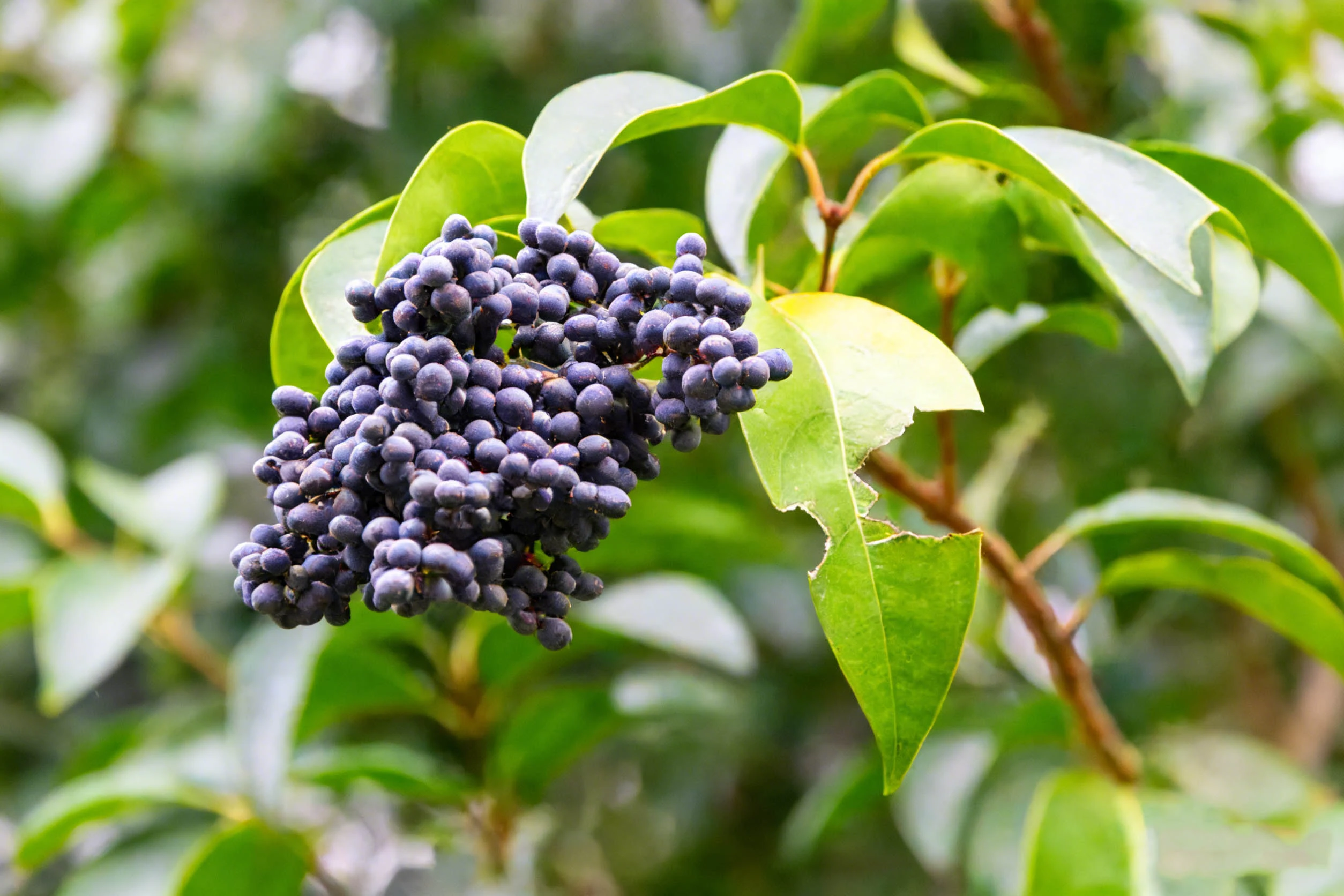 Ligustrum Fruit Extract