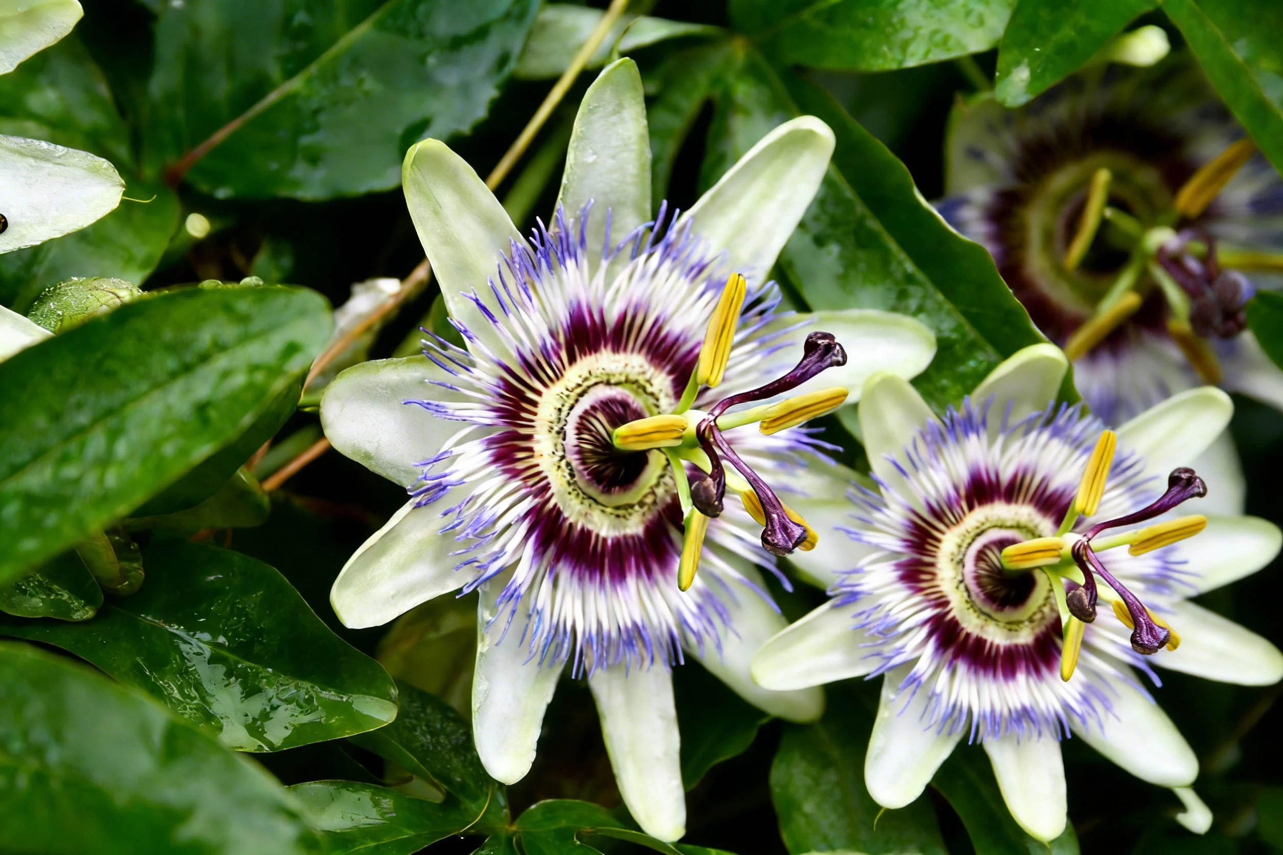 Passionflower