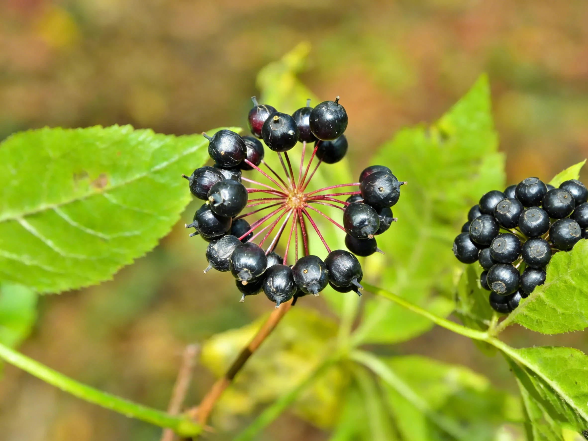 Siberian Ginseng Extract Siberian Ginseng Extract