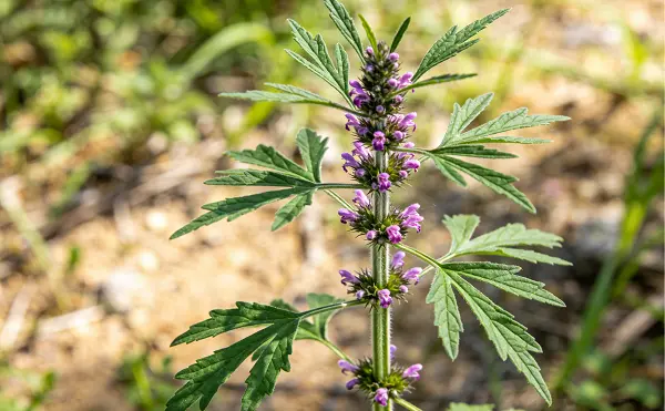 Motherwort Extract