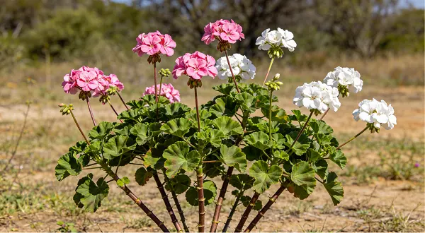 Pelargonium Sidoides Extract