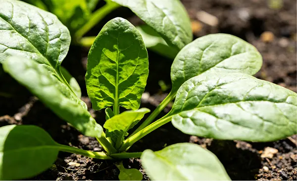 Spinach Extract Powder Spinach Extract Powder