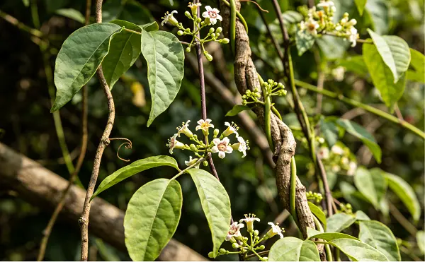 Thunder God Vine Extract