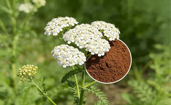 Achillea Millefolium Extract