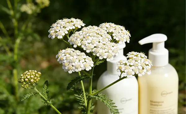 Achillea Millefolium Extract