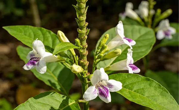 Adhatoda Vasica Extract Adhatoda Vasica Extract