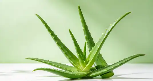 Aloe Vera Gel