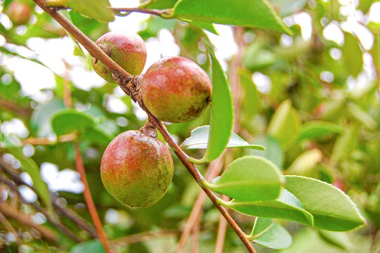 camellia oleifera seed extract