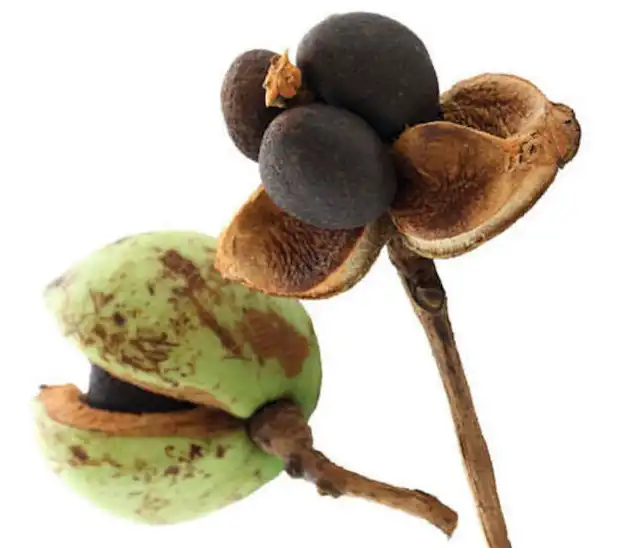 camellia oleifera seed extract