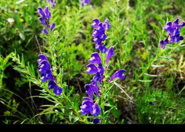 scutellaria baicalensis extract