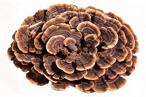 Turkey Tail Mushroom 植物图 Turkey Tail Mushroom 植物图