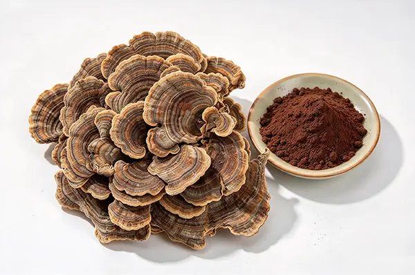 Turkey Tail Mushroom Powder Turkey Tail Mushroom Powder