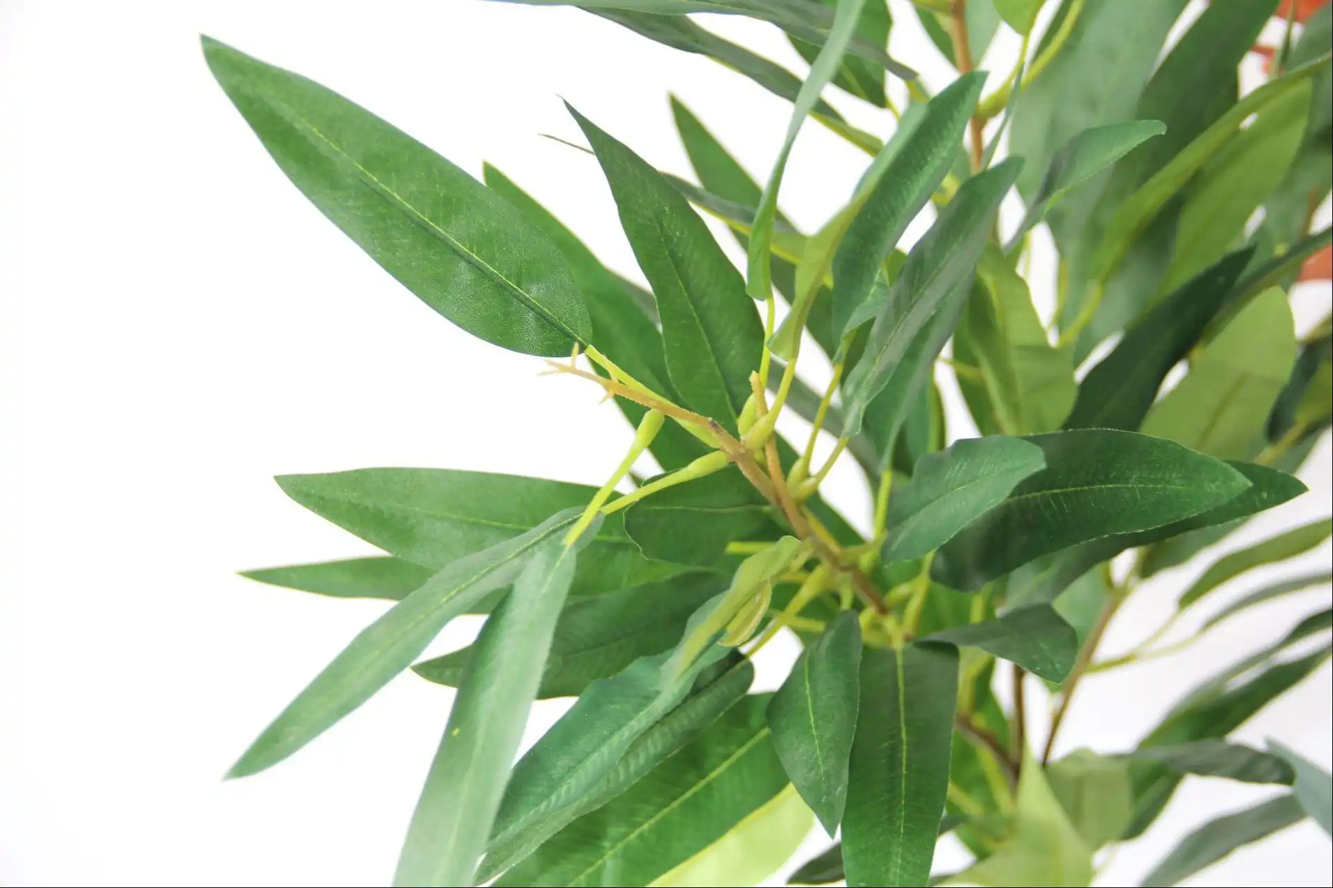 eucalyptus leaf extract eucalyptus leaf extract