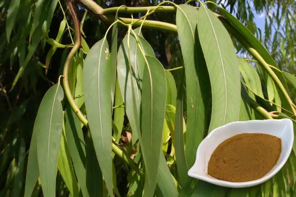 eucalyptus leaf extract