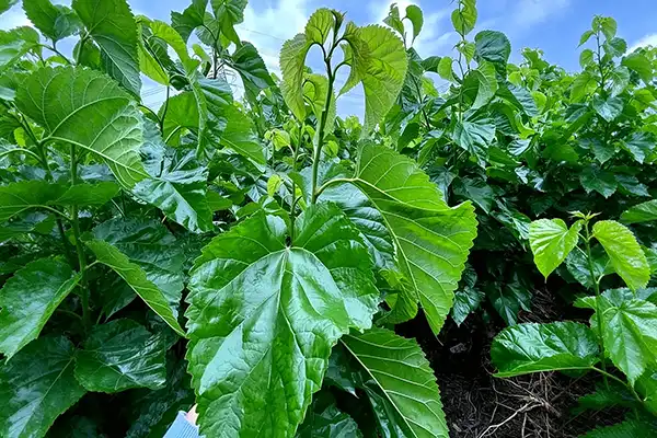 blog-1-1