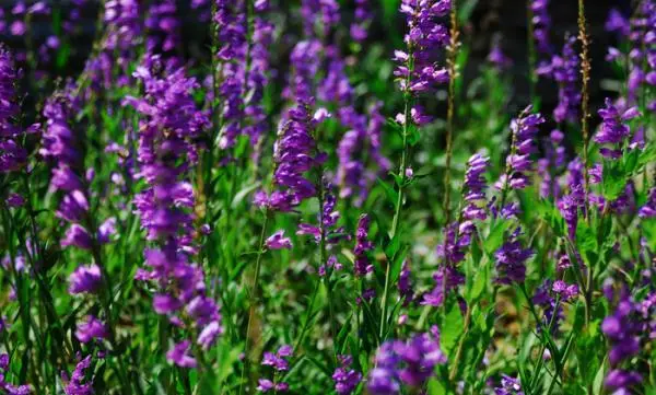 scutellaria baicalensis extract