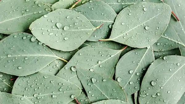 Eucalyptus Leaf Extract Eucalyptus Leaf Extract