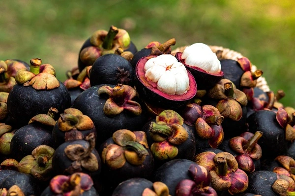mangosteen extract powder mangosteen extract powder