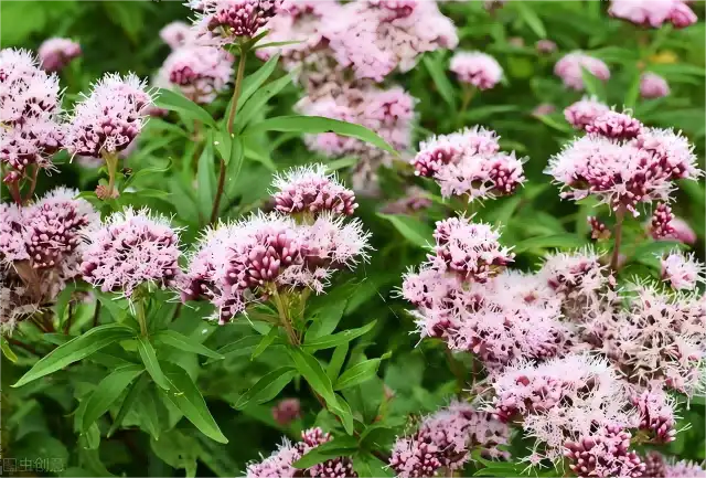 valerian root extract powder