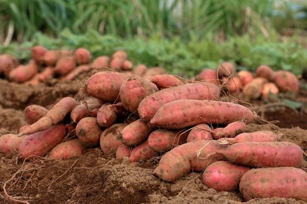 Freeze Dried Sweet Potato Powder Freeze Dried Sweet Potato Powder