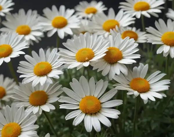 Pyrethrum Extract