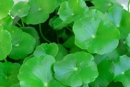 centella asiatica extract powder