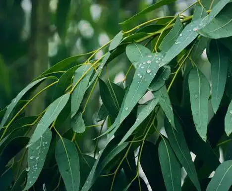 Eucalyptus Leaf Extract Eucalyptus Leaf Extract