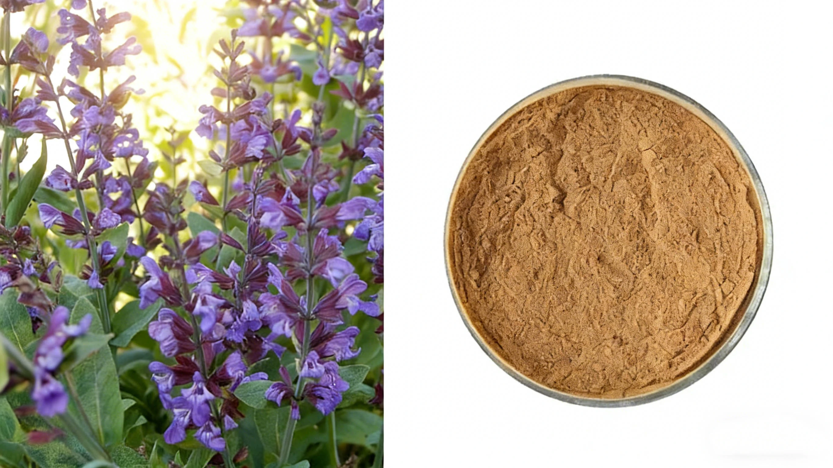 Sage Extract Sage Extract