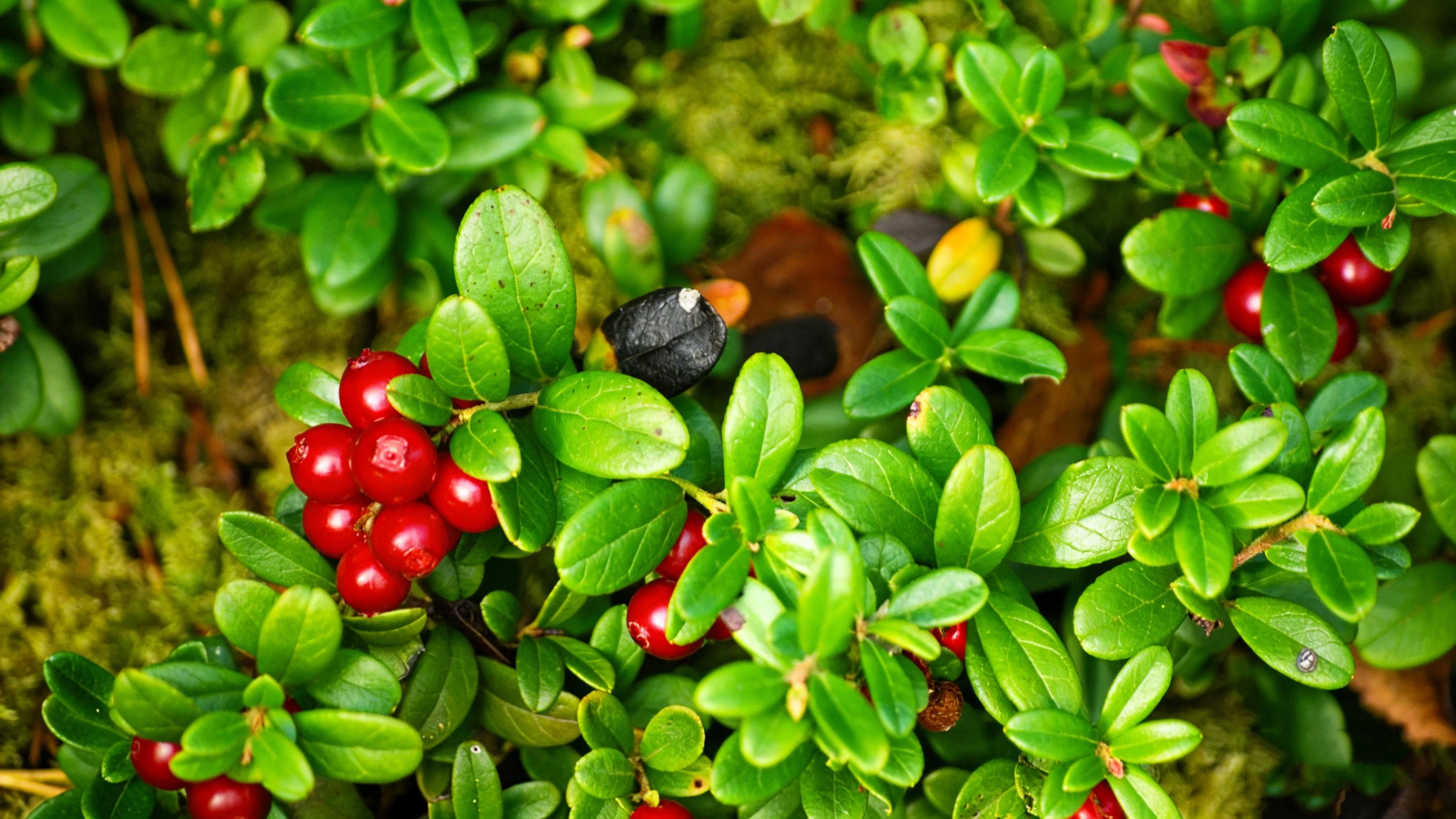 Lingonberry Lingonberry