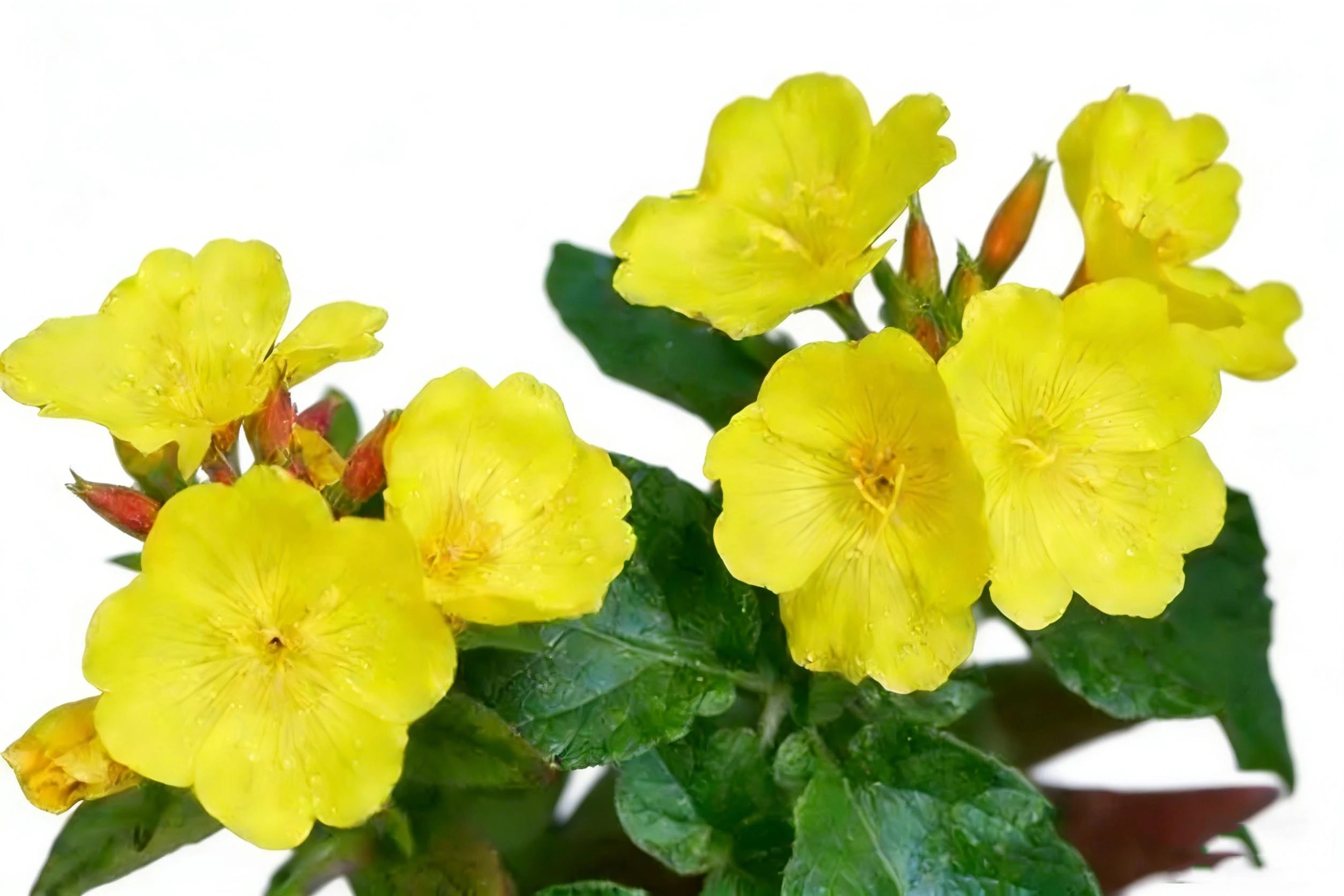 Natural Evening Primrose Natural Evening Primrose