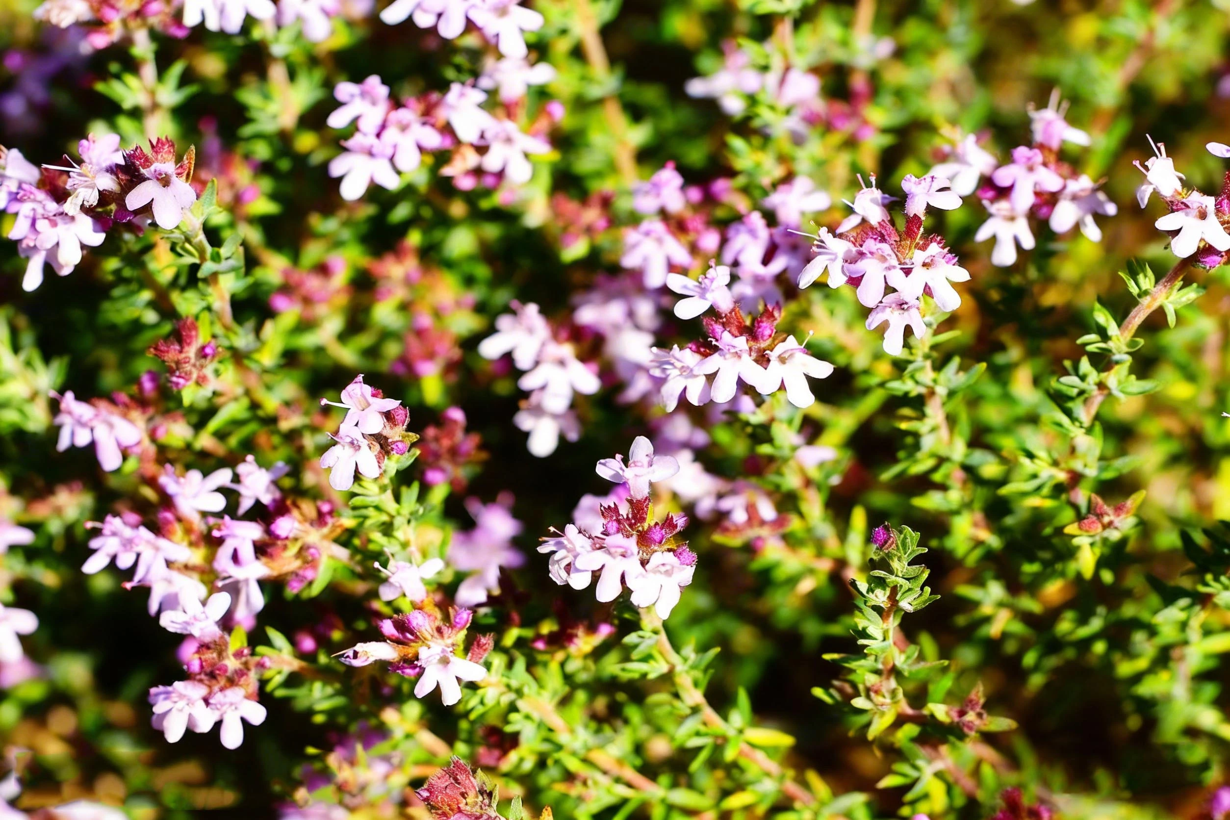 Thyme Herba